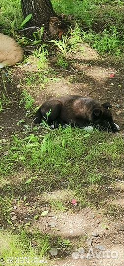 Щенки 2 месяца