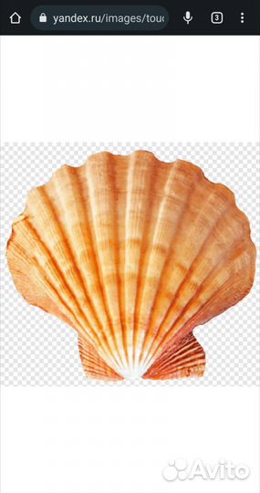 Ароматизатор пищевой Ракушка