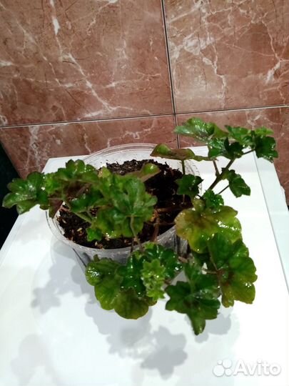 Комнатные растения цветы