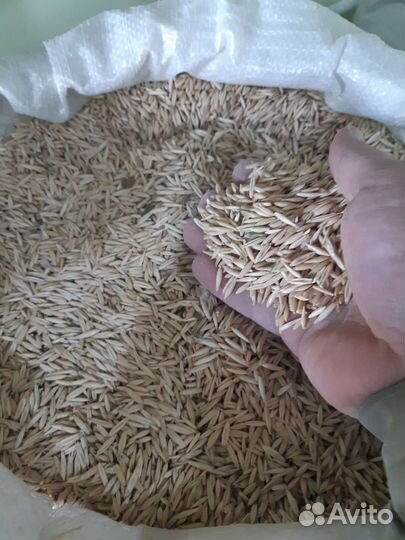 Зерно - пшеница, ячмень, кукуруза, овес, горох