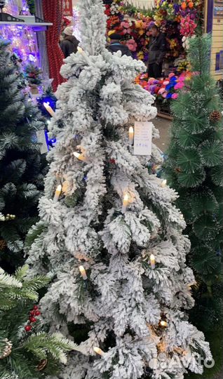 Сосна заснеженная