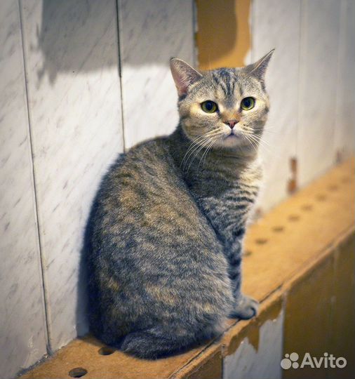 Кошечка в добрые руки