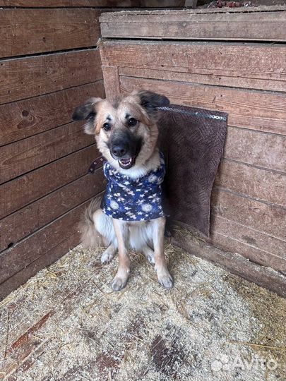 Собака в добрые руки