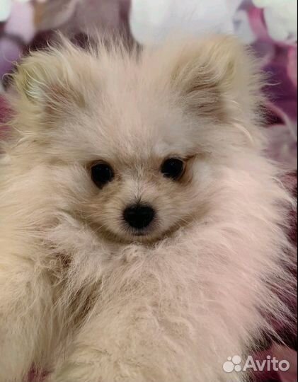 Померанский шпиц