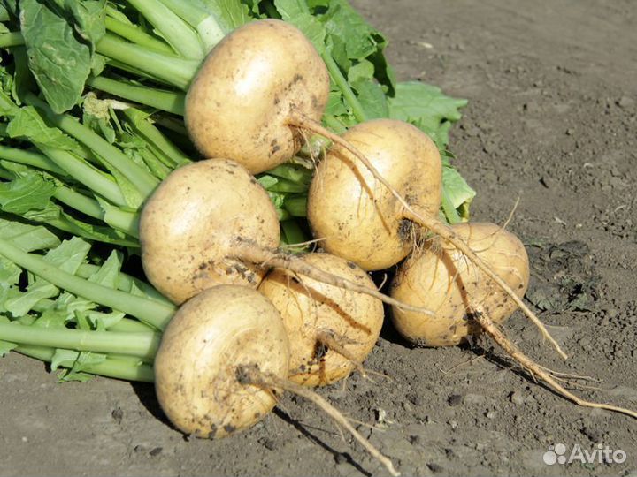 Семена Репы 