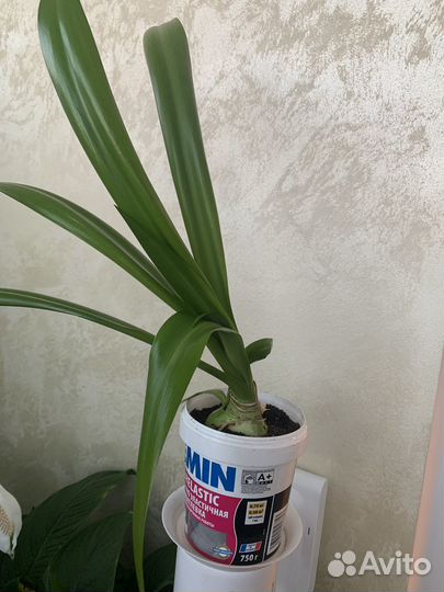 Гименокаллис Карибский