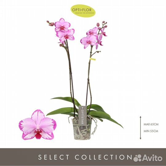 Орхидея Тоши