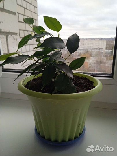 Комнатные цветы