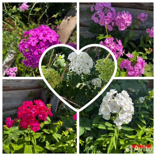 Садовые цветы многолетники