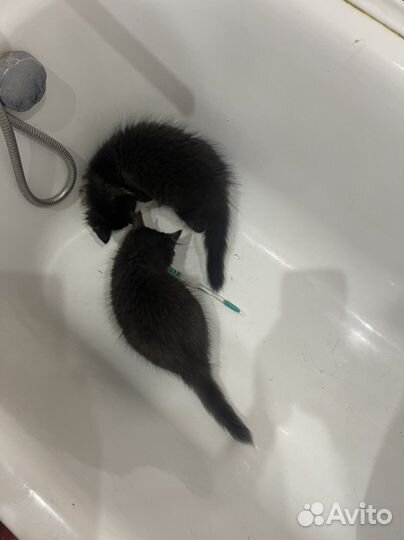 Черный котенок