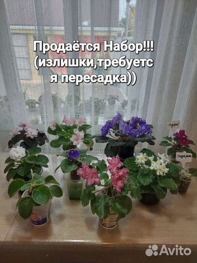 Детки сортовых фиалок