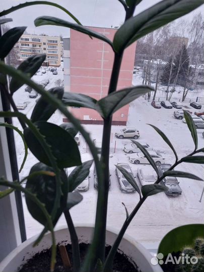 Толстянка.Женское Счастье, Алоэ, Каменная роза