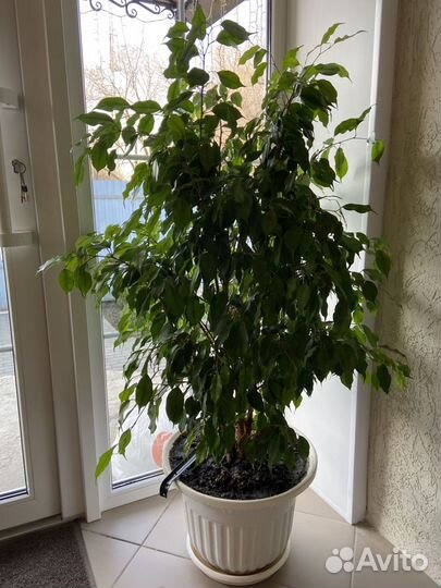 Фикус бенджамина