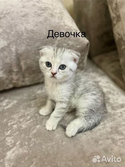 Шотландские вислоухие котята серые