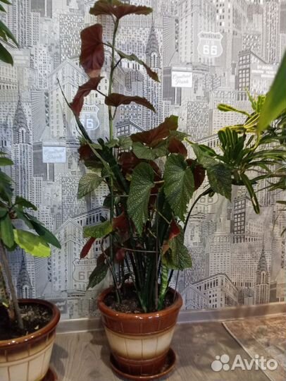 Комнатные домашние растения