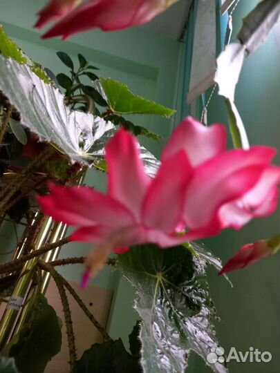 Декабрист белый