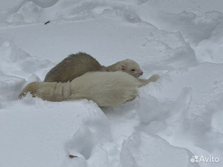 Вязка хорька