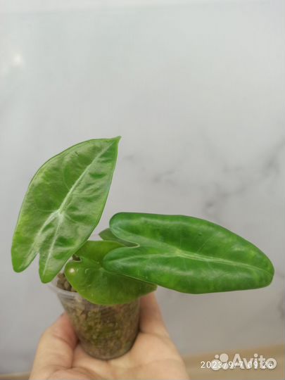 Алоказия Лонгилоба