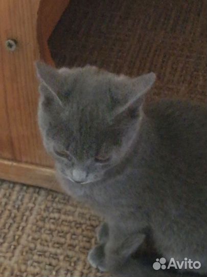 Котёнок в дар