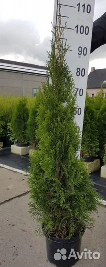 Туя смарагд