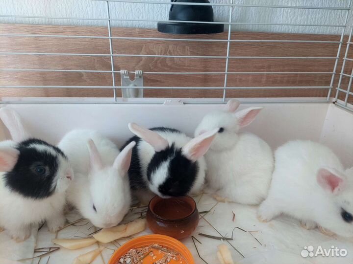 Декоративные кролики