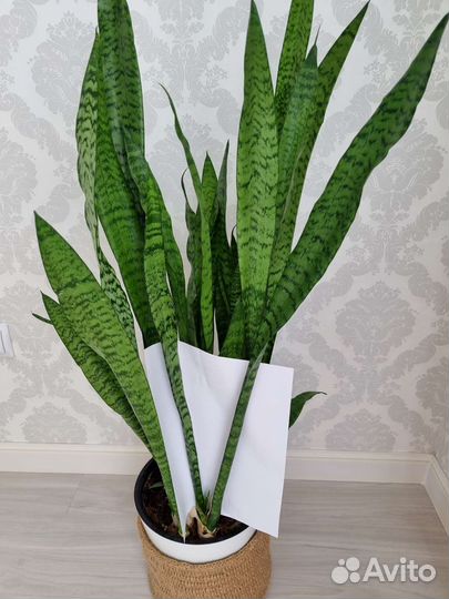 Сансевиерия Лоуренти и Зелайника