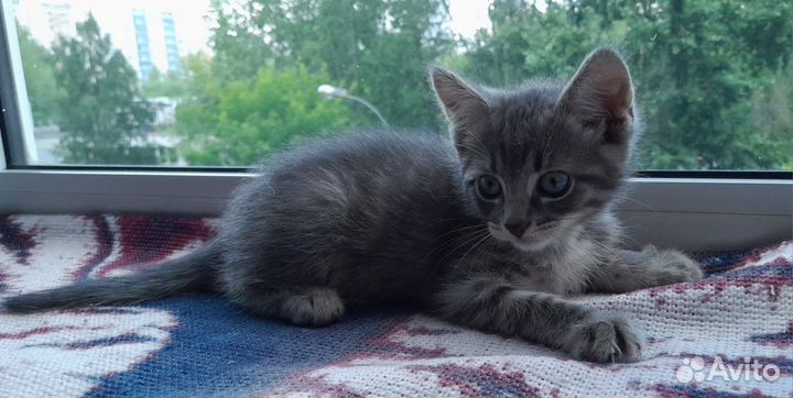 Котенок на счастье