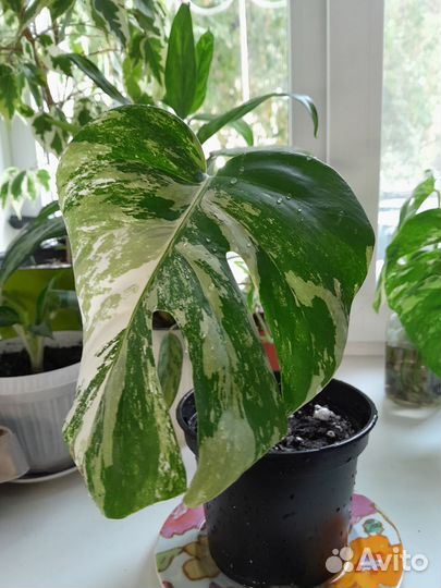 Монстера альба