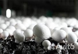 Разнорабочие в грибной комплекс 1700