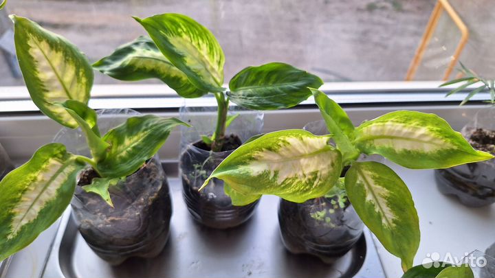 Комнатные цветы