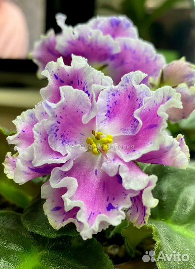 Фиалка ле-Суламифь