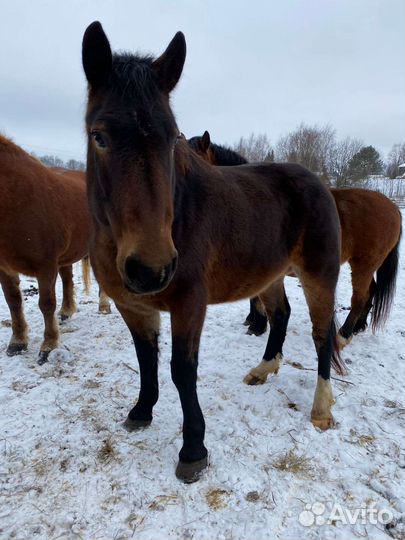 Продам лошадей