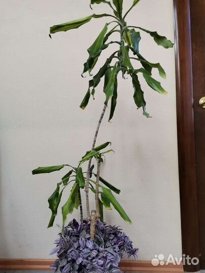 Драцена традесканция