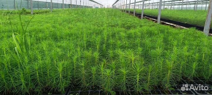 Сеянцы ели европейской зкс оптом