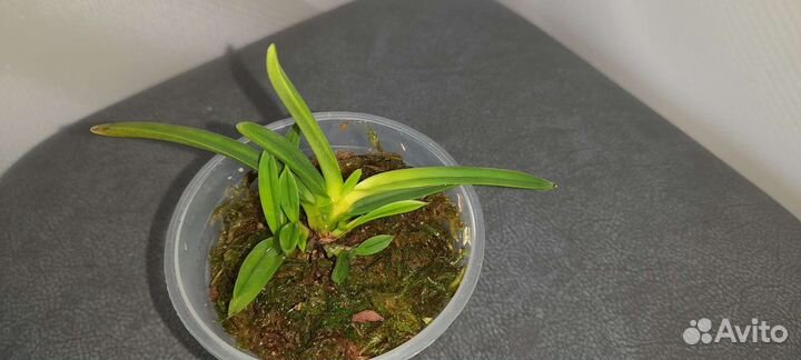 Neofinetia falcata Zuiun