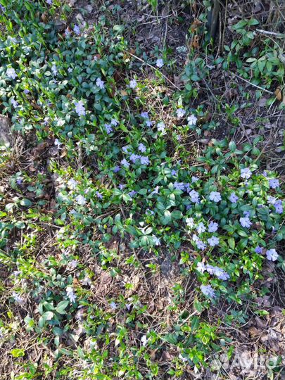 Растения для сада и огорода