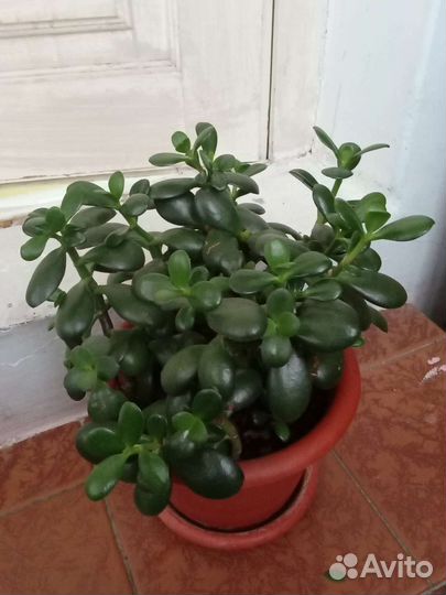 Комплекс из комнатных растений