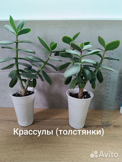 Комнатные цветы