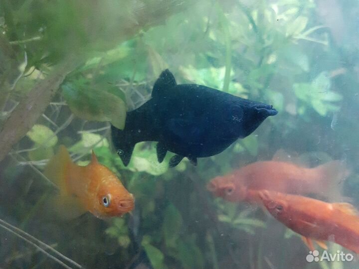 2 Аквариума