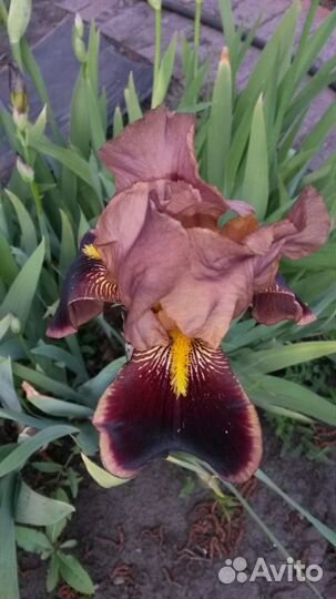 Сортовые ирисы