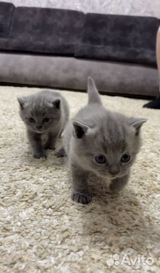 Шотландские котята