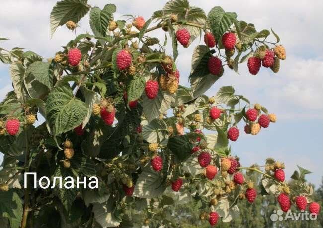 Саженцы малины. Малина