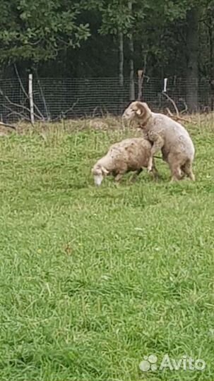 Баран молодой