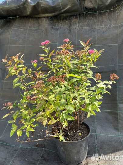 Спирея японская