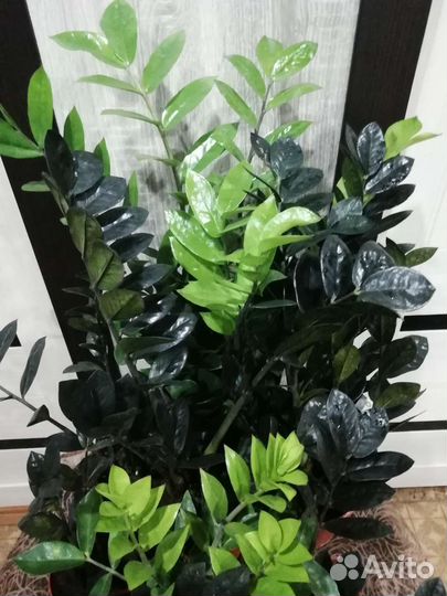 Комнатные растения