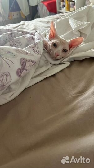 Канадский сфинкс (Бамбино) вязка