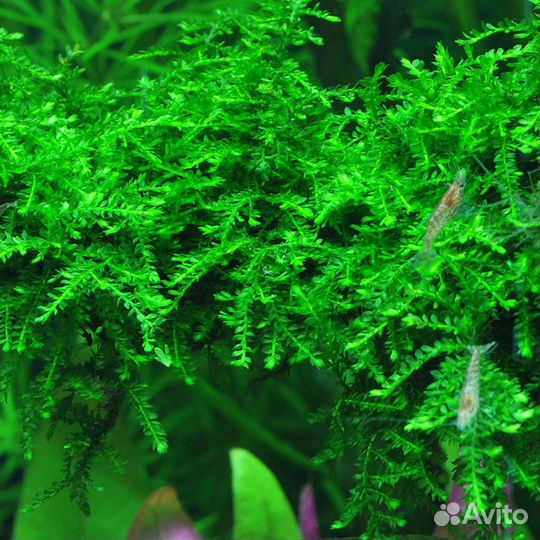 Мох плакучий или мох Випинг