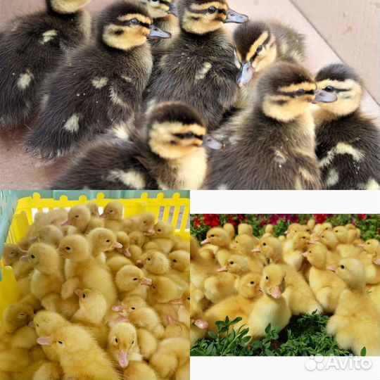 Цыплята, утята, гусята