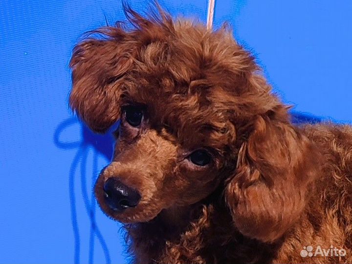 Красный той пудель из питомника