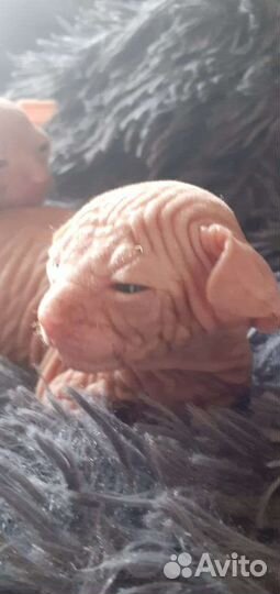 Котята донского сфинкса